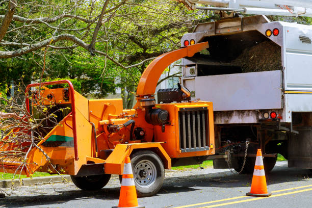 Reliable East Lansdowne, PA Tree Removal and Landscaping Services Solutions